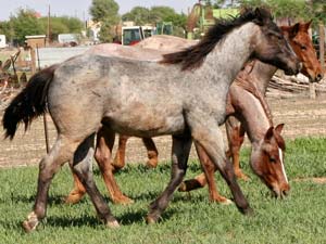 First Down Dash, Boon Bar and Blue Valentine blue roan filly for sale in Texas