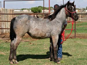 First Down Dash, Boon Bar and Blue Valentine blue roan filly for sale in Texas