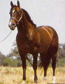 Boon Bar Quarter Horse Legend