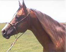 Boons Beau Bandit palomino son of Boon Bar and out of a daughter of Colonel Freckles