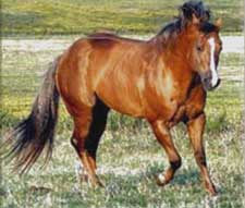 Palomino son of Boon Bar and grandson of Colonel Freckles