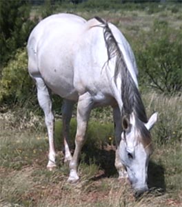 Burgess Y Girl is a quarter horse granddaughter of Jackie Bee