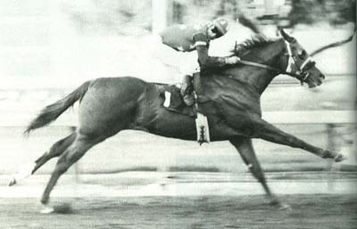 Dash For Cash ~ Phenomenal as a race horse, he became equally phenomenal as a sire