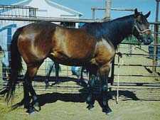 Checkinerin brown quarter horse mare granddaughter of Beduino TB and Hooked On Cash