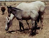 blue roan gelding Hancock, Blondy's Dude and Sugar Bars-Leo bred