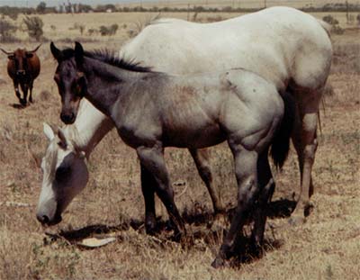 Bee Hancocks Sugar gray quarter horse Joe Hancock and Jackie Bee bred filly