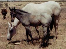 blue roan gelding Hancock, Blondy's Dude and Sugar Bars-Leo bred