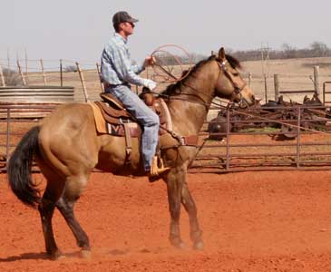 Kent Thiessen and Chub heading at Elk City, Oklahoma