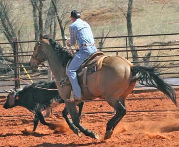 CNR Cashs Chubby Leo dun ~ Dash For Cash bred