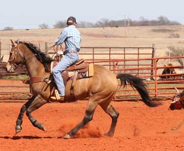 CNR Cashs Chubby Leo dun gelding Dash For Cash and Leo bred at CNR Quarter Horses in Lubbock, Texas