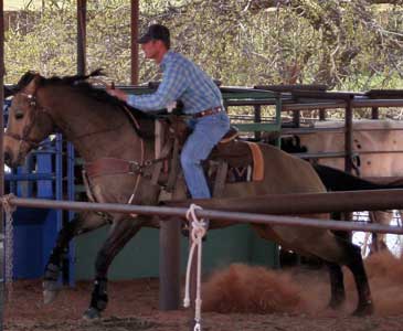 Kent Thiessen heading off of CNR Cashs Chubby Leo, dun Dash For Cash and Leo bred gelding.
