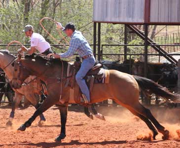 Kent Thiessen heading off of CNR Cashs Chubby Leo, dun Dash For Cash and Leo bred gelding