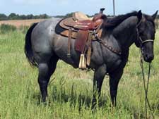 Blue Roan Stallion