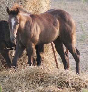 Triple bred Blue Valentine and Sugar Bars bred blue roan filly