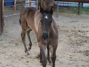 Blue Roan Plenty Try Blue Valentine Stallion