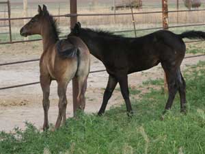 Blue Roan Grandson of Plenty Try Stallion for sale Lubbock, Tx