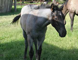 Blue Roan Plenty Try Blue Valentine Stallion