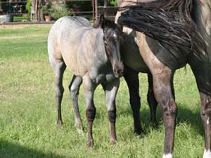 Blue Roan Plenty Try Blue Valentine Stallion