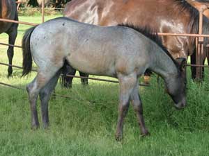 Blue Roan Plenty Try Blue Valentine Stallion