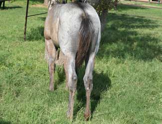 Blue Roan Plenty Try Blue Valentine Stallion