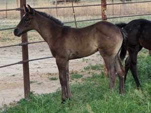 Blue Roan Grandson of Plenty Try Stallion for sale Lubbock, Tx