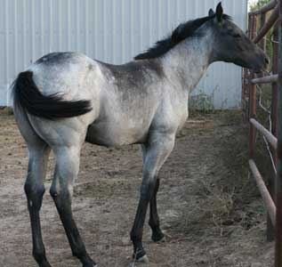 Blue Valentine and Sugar Bars bred filly