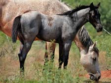 Blue Valentine and Waggoner breeding