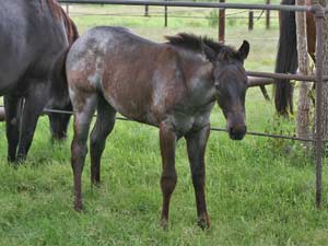 Blue Valentine and Driftwood bred blue roan filly for sale at CNR Quarter Horses in Lubbock, Texas
