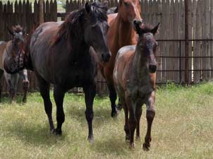 Romeo Blue and War Concho bred blue roan filly for sale at CNR Quarter Horses in Lubbock, Texas