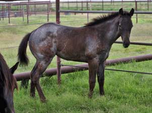 Blue Valentine and Driftwood bred blue roan filly for sale at CNR Quarter Horses in Lubbock, Texas