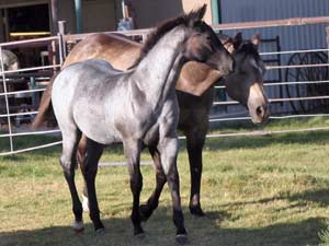 Blue Valentine, First Down Dash and Boon Bar bred for sale at CNR Quarter Horses in Lubbock, Texas