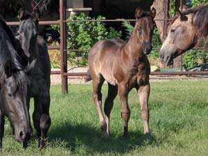 Blue Valentine, First Down Dash and Boon Bar bred for sale at CNR Quarter Horses in Lubbock, Texas