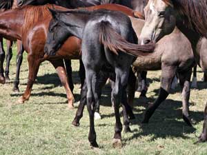 Bonsey Holder ~ Limited Hancock son ~ Blue Roan Colt for sale at CNR Quarter Horses Lubbock, Tx