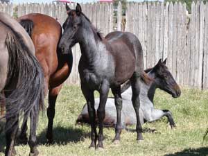 Bonsey Holder ~ Limited Hancock son ~ Blue Roan Colt for sale at CNR Quarter Horses Lubbock, Tx