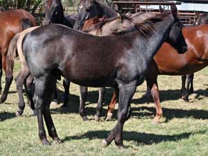 Bonsey Holder ~ Limited Hancock son ~ Blue Roan Colt for sale at CNR Quarter Horses Lubbock, Tx