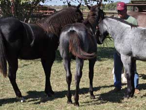 Bonsey Holder ~ Limited Hancock son ~ Blue Roan Colt for sale at CNR Quarter Horses Lubbock, Tx