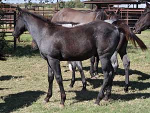 Bonsey Holder ~ Limited Hancock son ~ Blue Roan Colt for sale at CNR Quarter Horses Lubbock, Tx