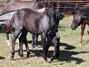 Bonsey Holder ~ Limited Hancock son ~ Blue Roan Colt for sale at CNR Quarter Horses Lubbock, Tx