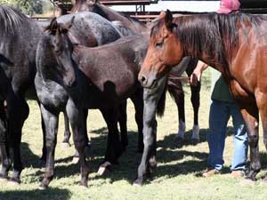 Bonsey Holder ~ Limited Hancock son ~ Blue Roan Colt for sale at CNR Quarter Horses Lubbock, Tx