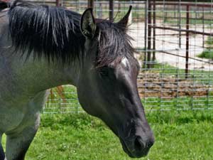 Blue Valentine bred 2020 grullo roan colt in Texas