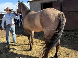 Blue Roan Plenty Try Blue Valentine Stallion