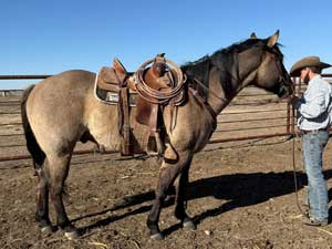 Blue Roan Plenty Try Blue Valentine Stallion