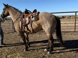 Blue Valentine bred 2020 grullo roan colt in Texas