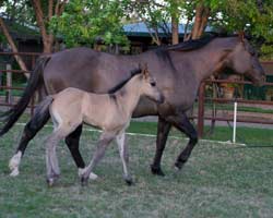 Blue Roan Plenty Try Blue Valentine Stallion