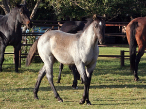 Blue Valentine bred 2020 grullo roan colt in Texas