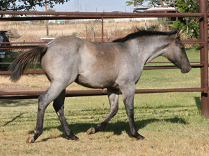 Blue Roan Plenty Try Blue Valentine Stallion