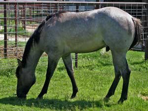 Blue Roan Plenty Try Blue Valentine Stallion