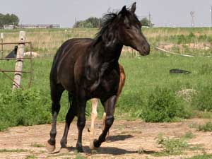 Blue Valentine and Sugar Bars bred black mare
