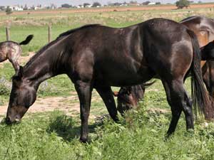 Hancock ~ Blue Valentine bred quarter horses for sale