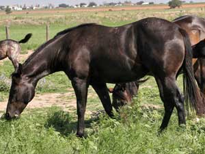 Blue Valentine and Sugar Bars bred black mare